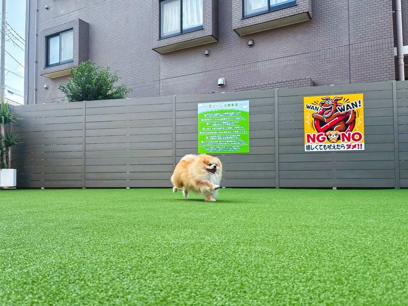 広い芝のスペースで遊んでいるワンちゃん